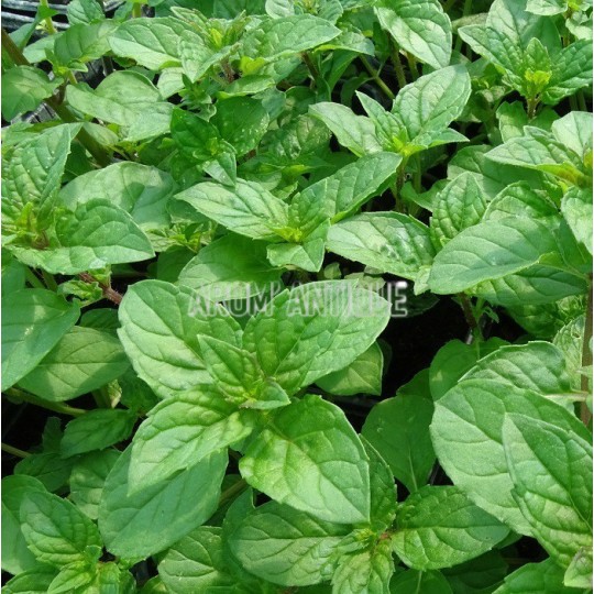 Menthe assis, Mentha 'Berries and Cream', collection de 50 menthes.