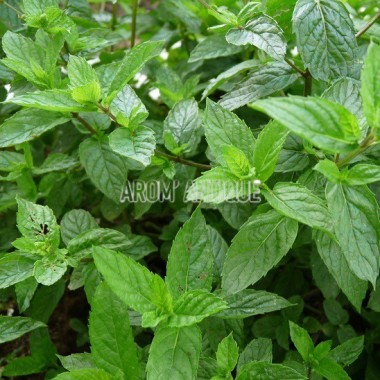 Menthe de Malaygues Bio