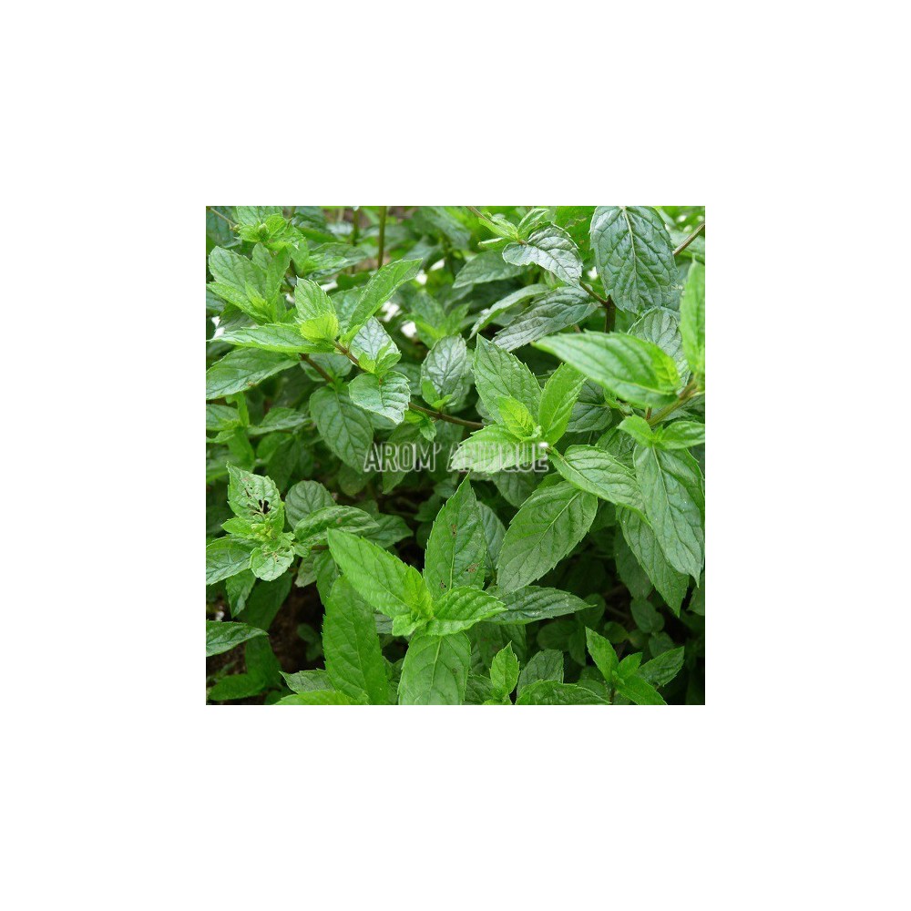 Menthe de Malaygues, Mentha spicata 'Malaygues', Arom'antique.