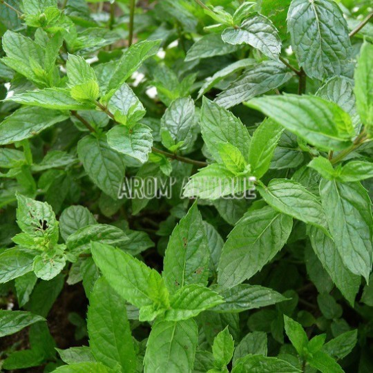 Menthe de Malaygues, Mentha spicata 'Malaygues', Arom'antique.