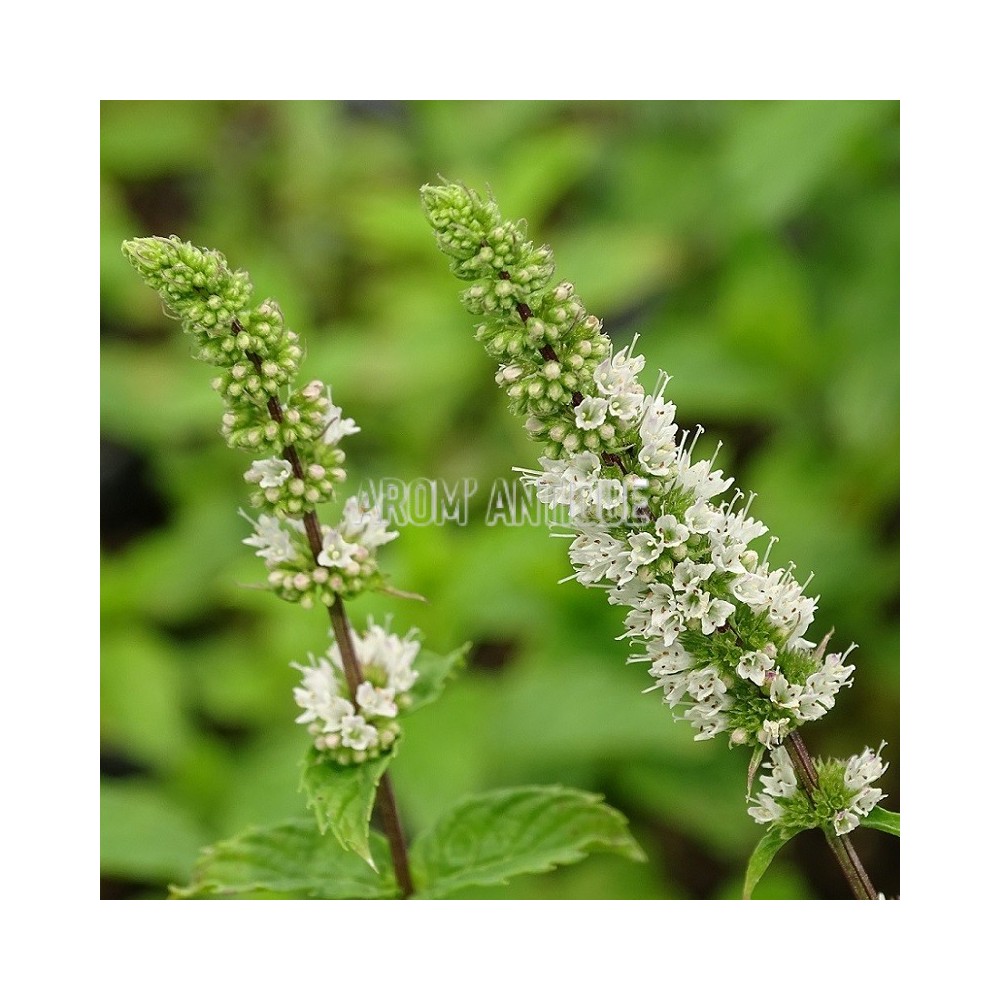 Menthe de Malaygues, Mentha spicata 'Malaygues', Arom'antique.