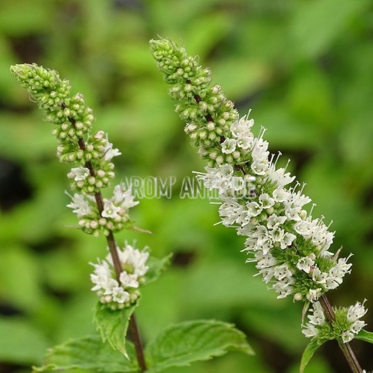 Menthe de Malaygues, Mentha spicata 'Malaygues', Arom'antique.