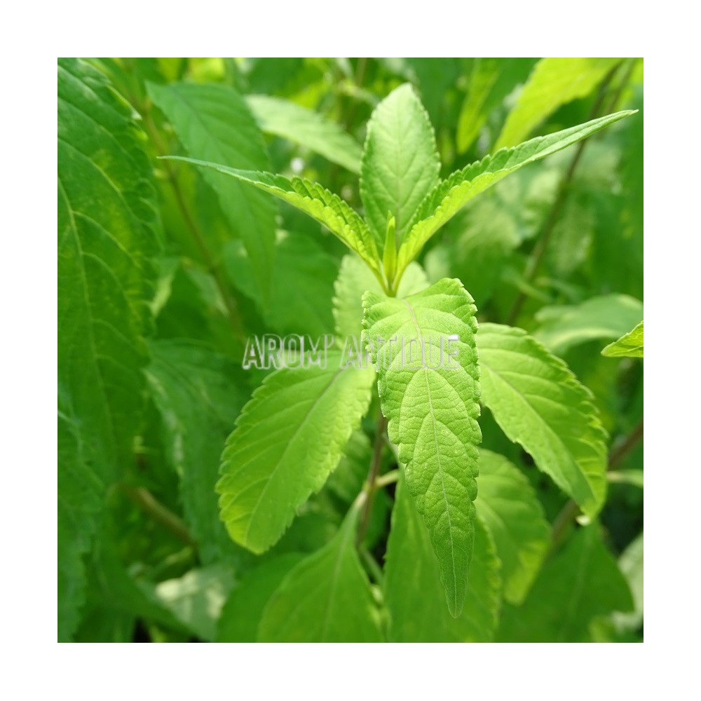 Menthe en arbre, Elsholtzia stauntonii, Arom'antique, aromatiques bio.