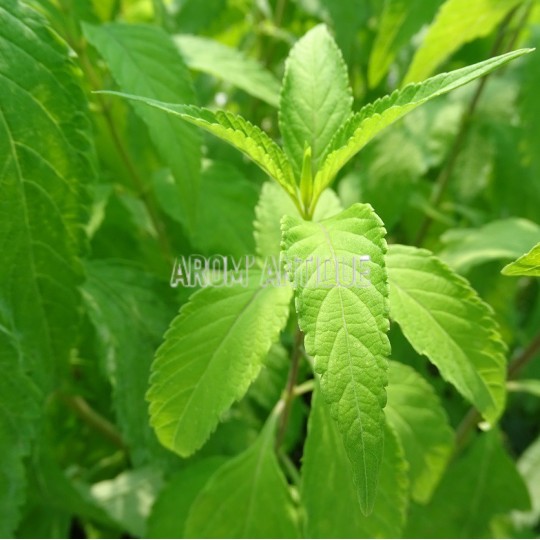 Menthe en arbre, Elsholtzia stauntonii, Arom'antique, aromatiques bio.