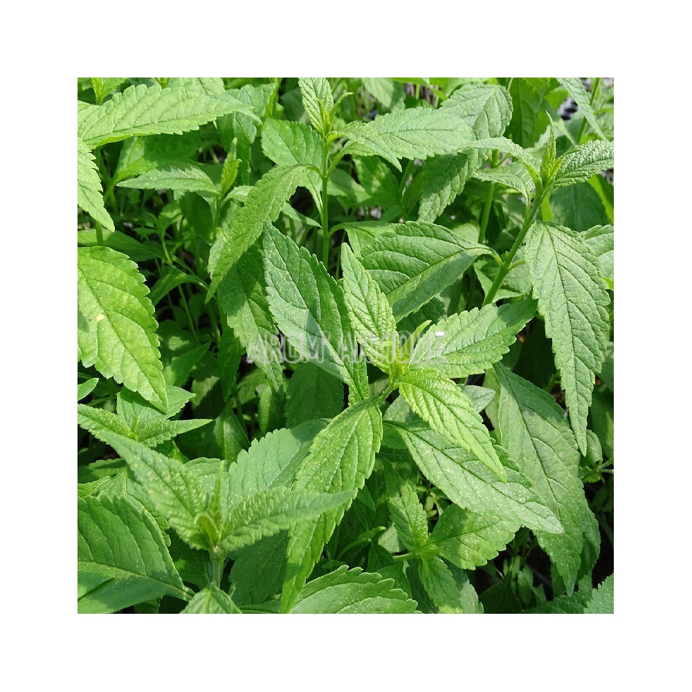 Menthe en arbre, Elsholtzia stauntonii, Arom'antique, aromatiques bio.