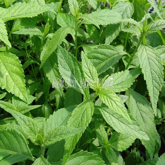 Menthe en arbre, Elsholtzia stauntonii, Arom'antique, aromatiques bio.