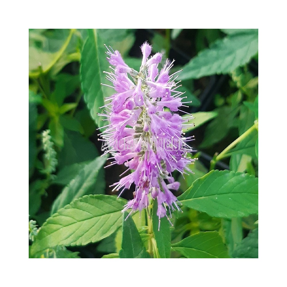 Menthe en arbre, Elsholtzia stauntonii, Arom'antique, aromatiques bio.