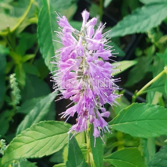 Menthe en arbre, Elsholtzia stauntonii, Arom'antique, aromatiques bio.