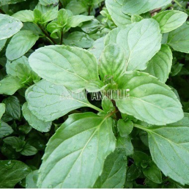 Menthe lavande, Mentha 'Lavande', Arom'antique, 450 aromatiques bio.