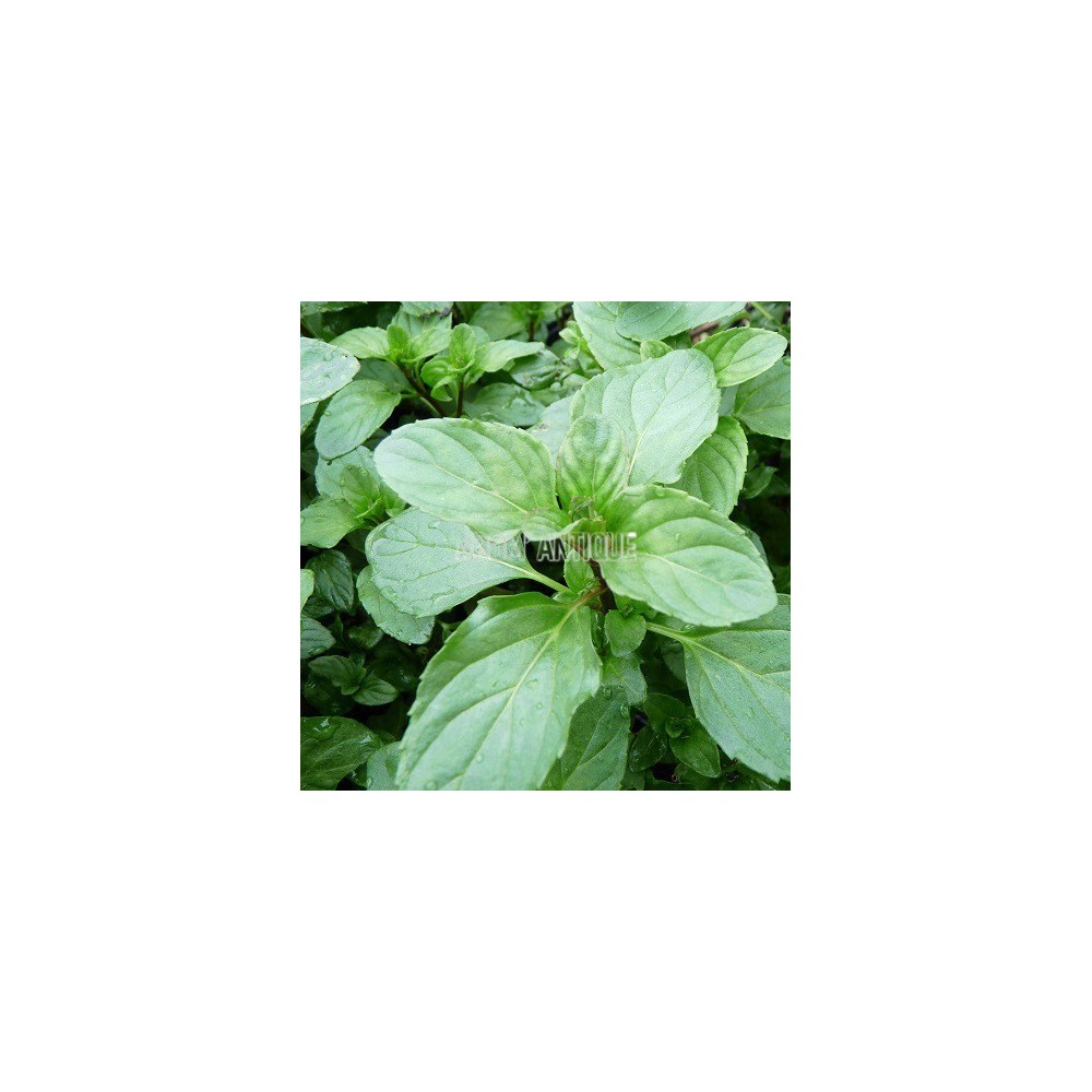 Menthe lavande, Mentha 'Lavande', Arom'antique, 450 aromatiques bio.