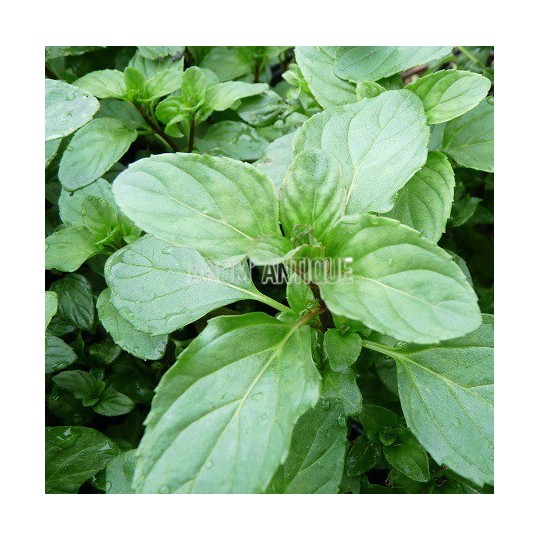 Menthe lavande, Mentha 'Lavande', Arom'antique, 450 aromatiques bio.