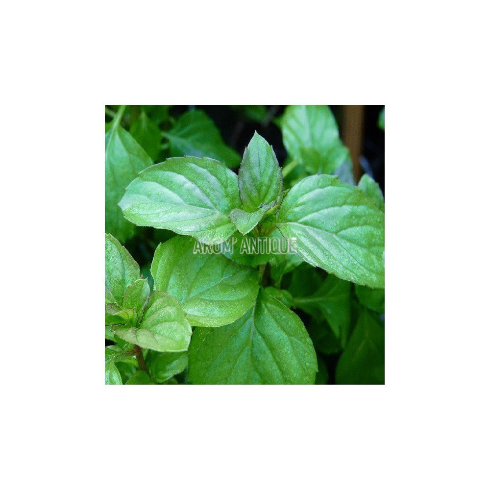 Menthe lavande, Mentha 'Lavande', Arom'antique, 450 aromatiques bio.