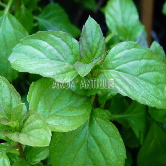 Menthe lavande, Mentha 'Lavande', Arom'antique, 450 aromatiques bio.