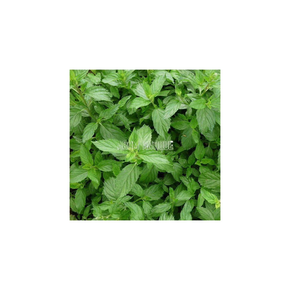 Menthe  priluska, mentha x piperita 'Priluskaja', Arom'antique.