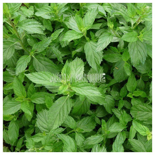 Menthe  priluska, mentha x piperita 'Priluskaja', Arom'antique.