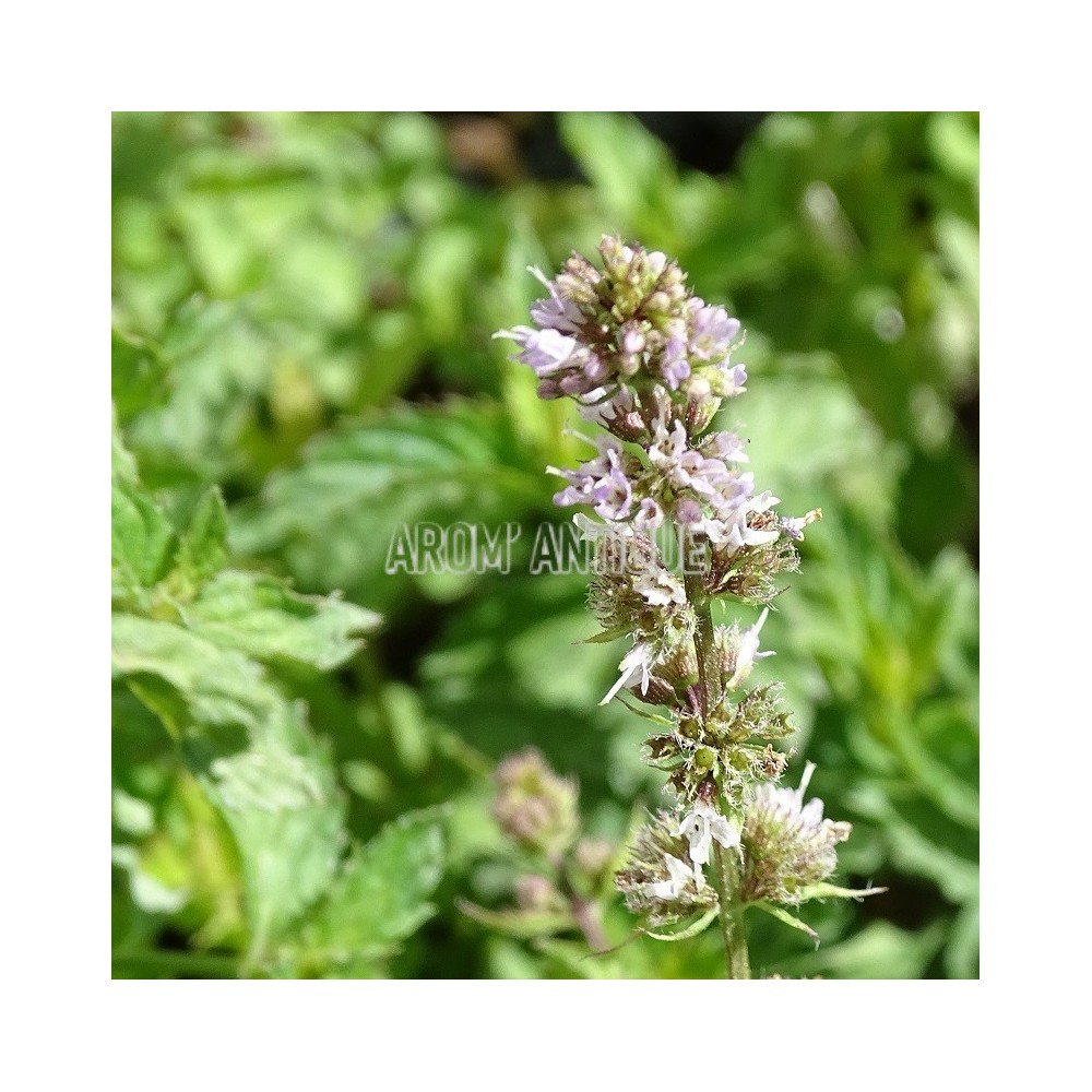 Menthe  priluska, mentha x piperita 'Priluskaja', Arom'antique.