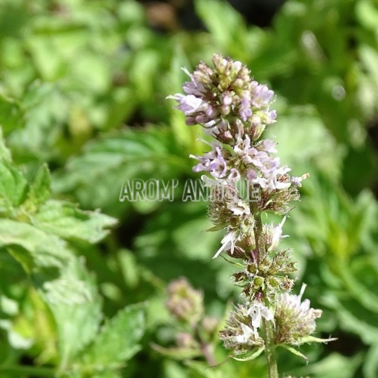 Menthe  priluska, mentha x piperita 'Priluskaja', Arom'antique.