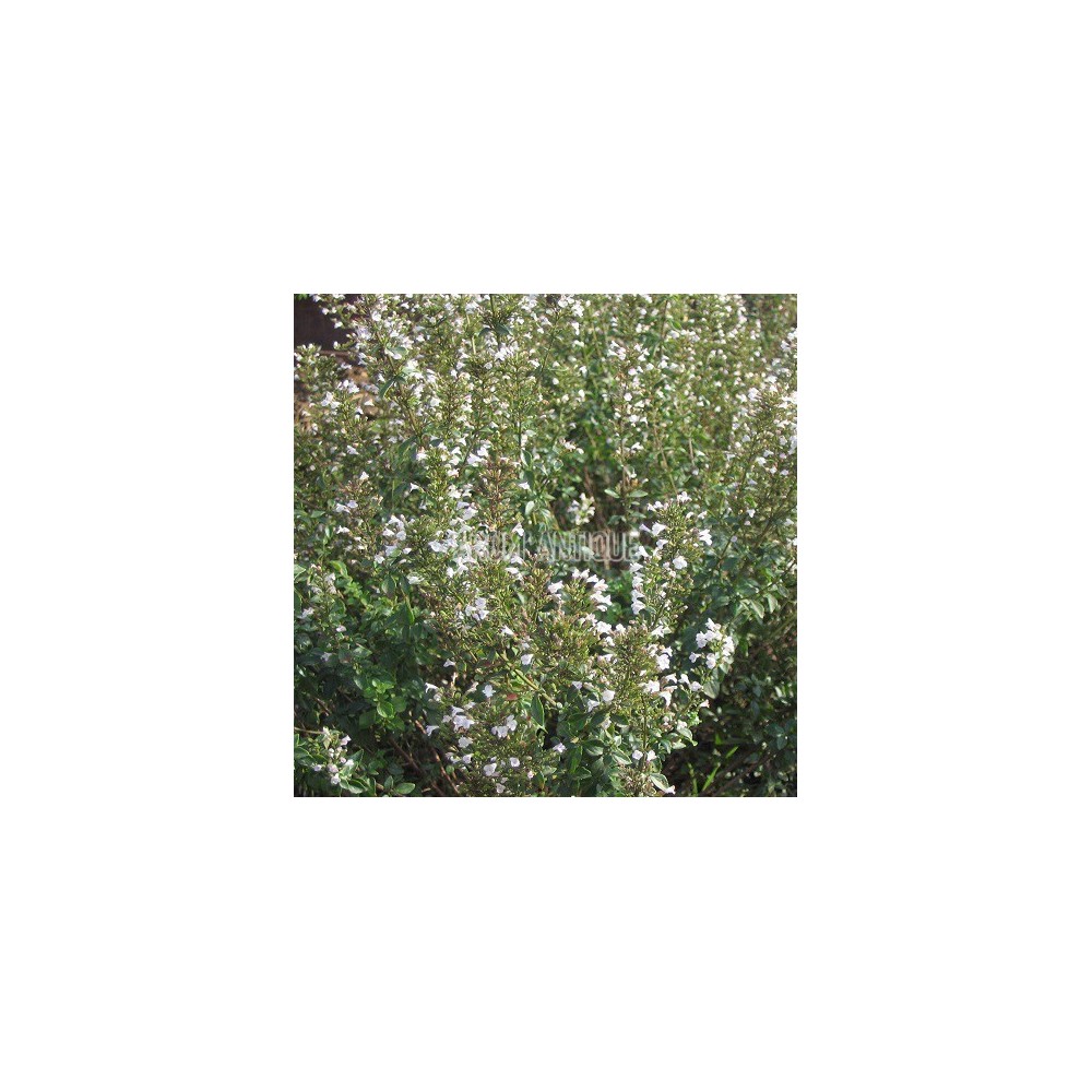 Micromérie de Dalmatie en fleurs