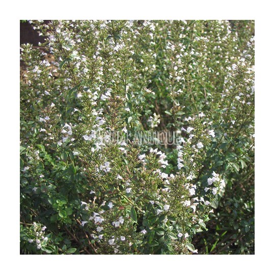 Micromérie de Dalmatie en fleurs