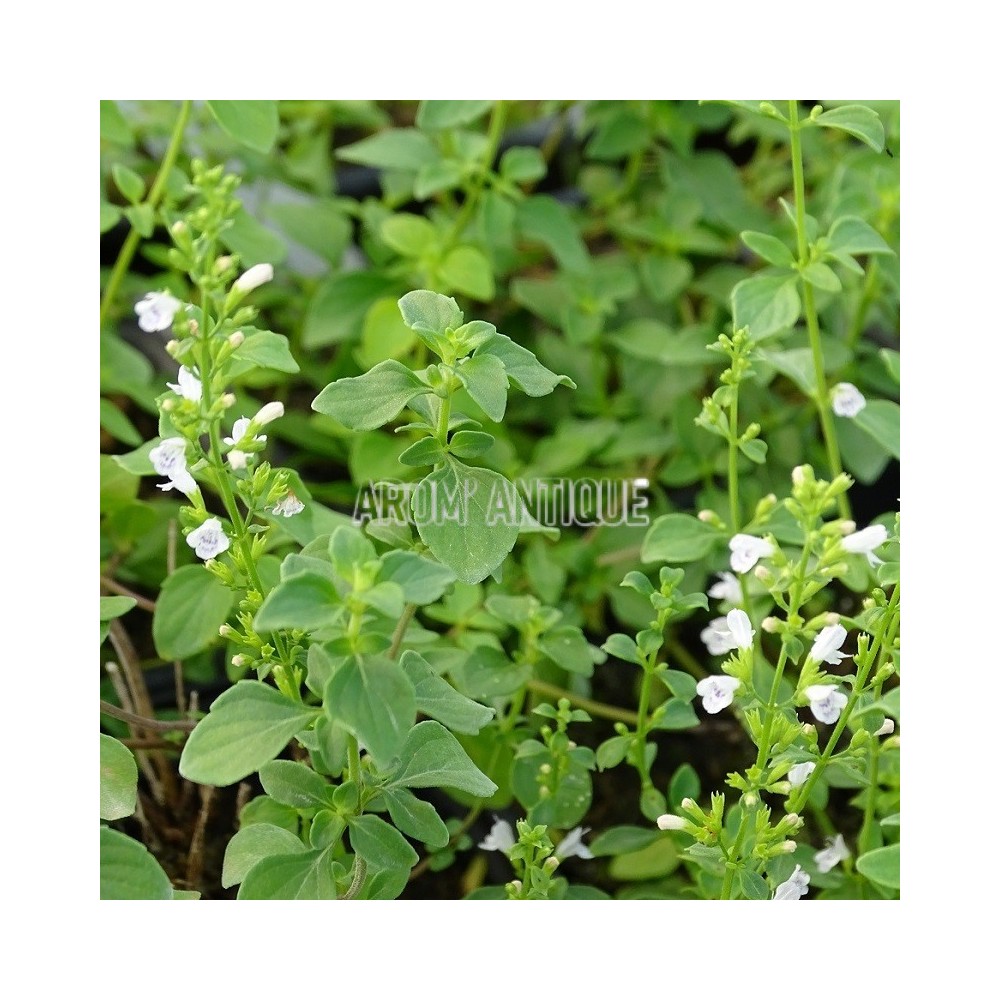 Micromérie de Dalmatie, plant en godet de 9 cm