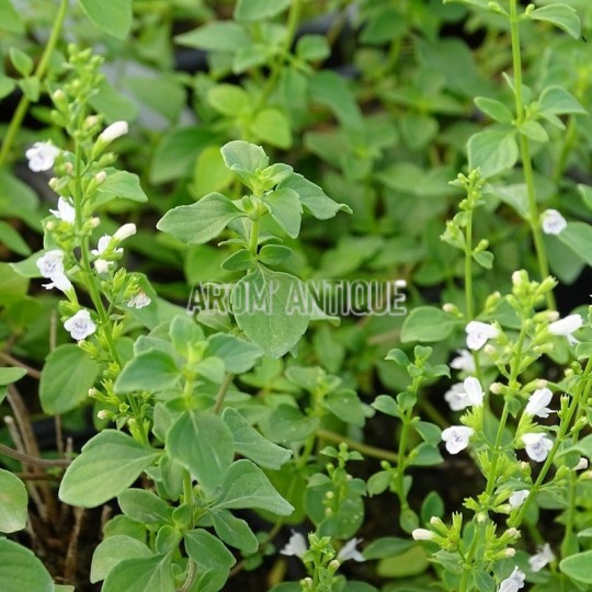 Micromérie de Dalmatie, plant en godet de 9 cm