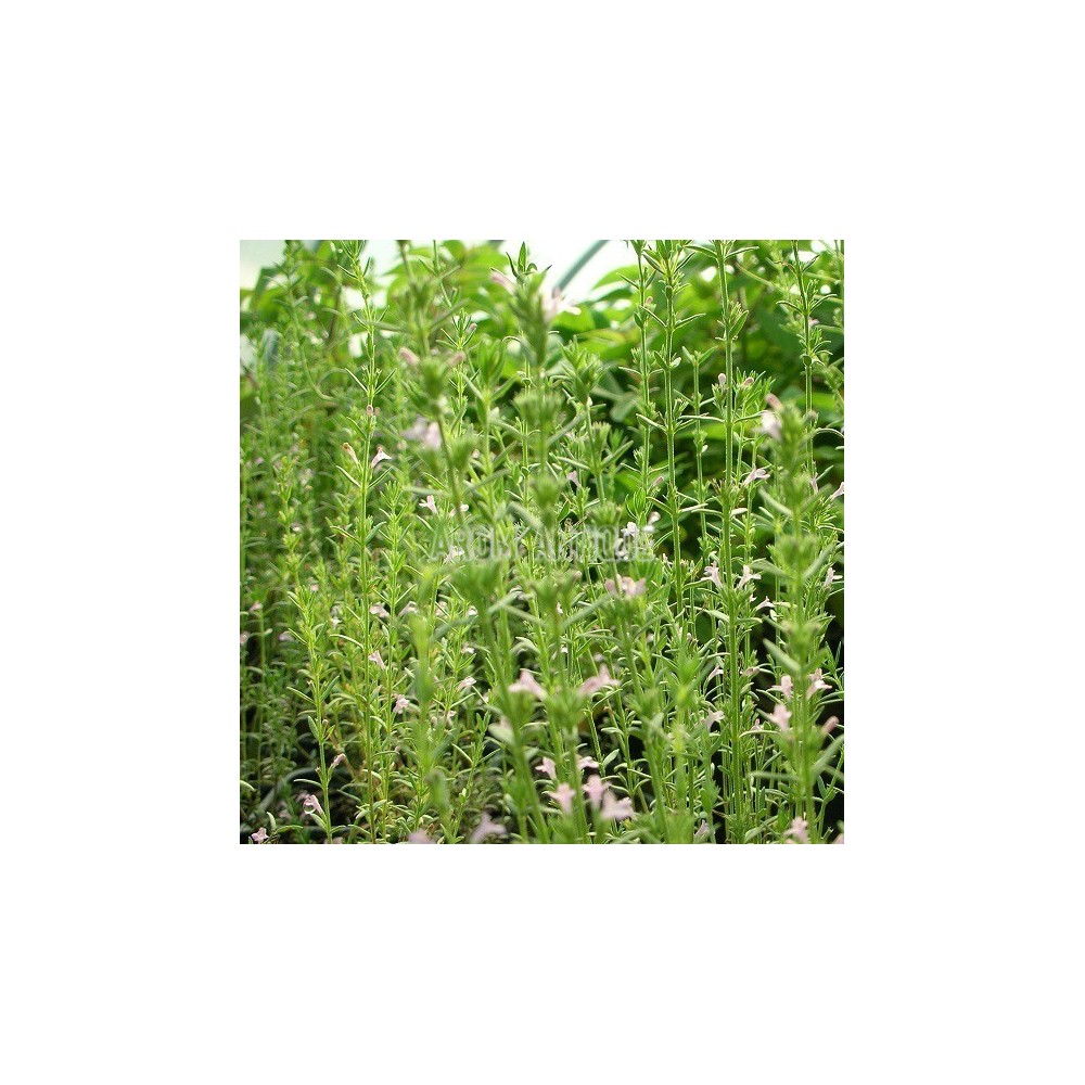 Micromérie de Grèce en fleurs