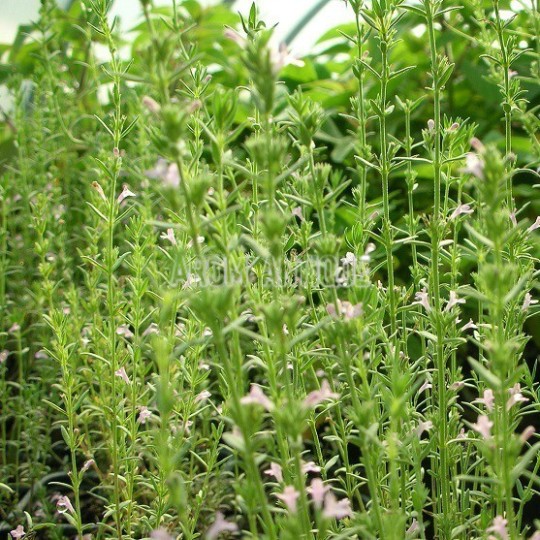 Micromérie de Grèce en fleurs