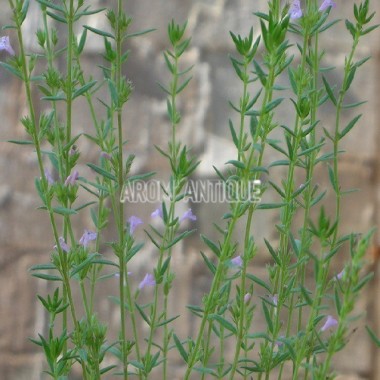 Micromérie de Grèce avec des fleurs