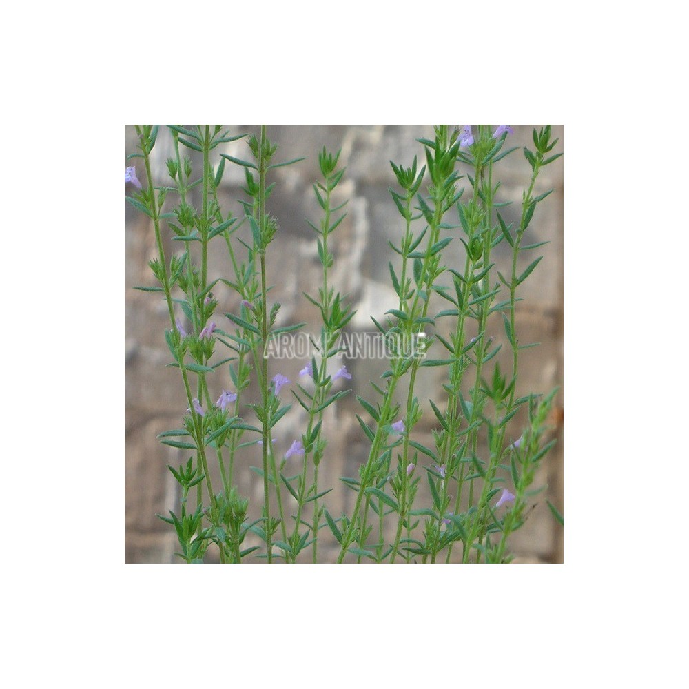 Micromérie de Grèce avec des fleurs