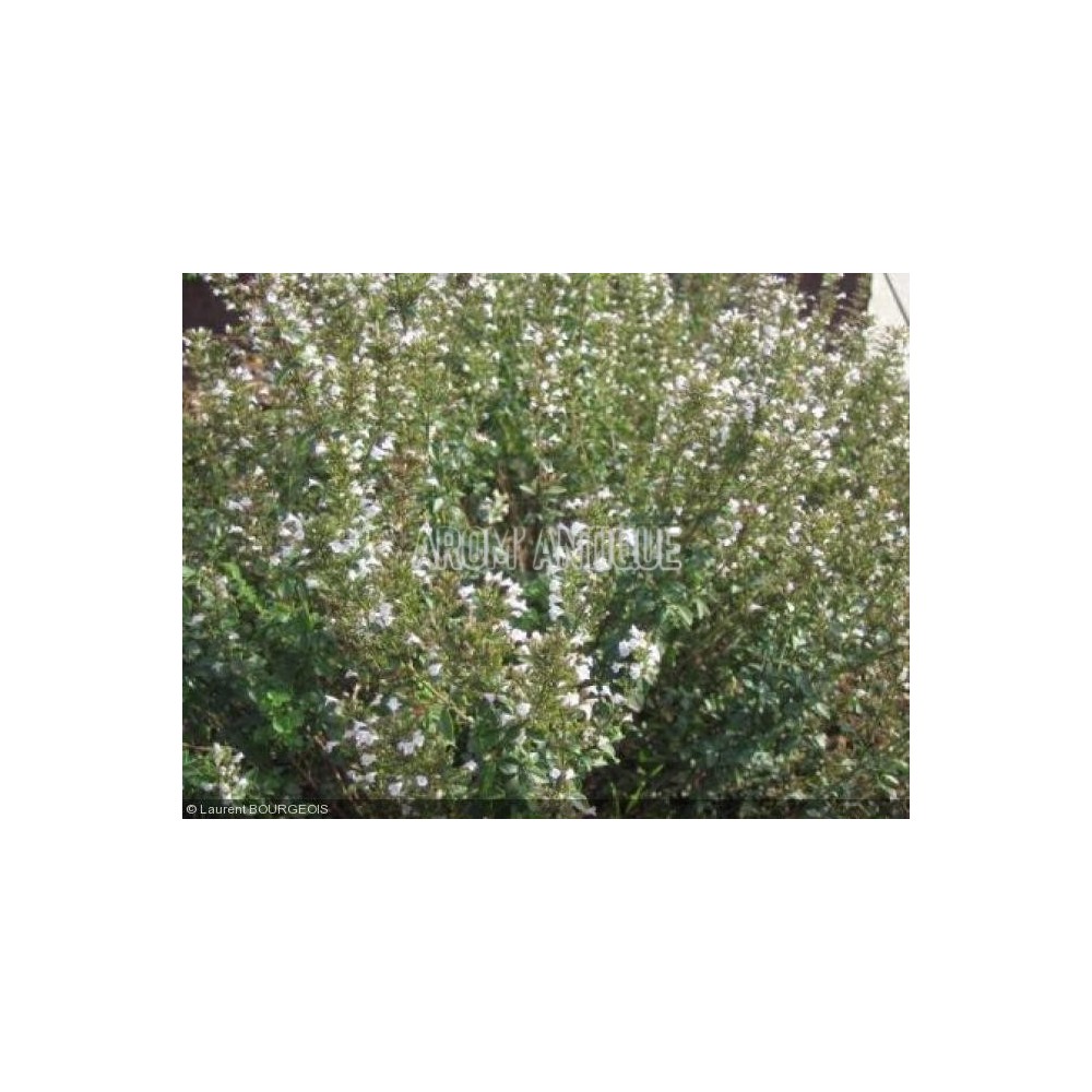 Micromérie d'Israël en fleurs