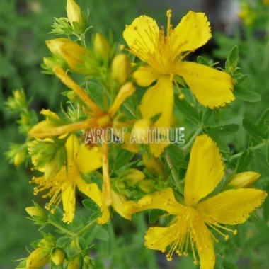 Millepertuis, herbe de la St Jean, Hypericum perforatum. Arom'antique. 2