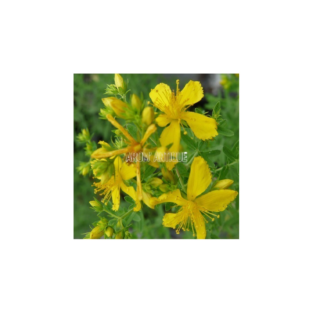Millepertuis, herbe de la St Jean, Hypericum perforatum. Arom'antique.