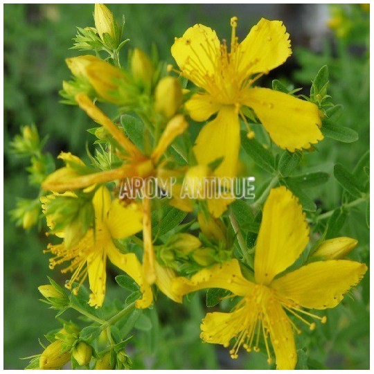 Millepertuis, herbe de la St Jean, Hypericum perforatum. Arom'antique.