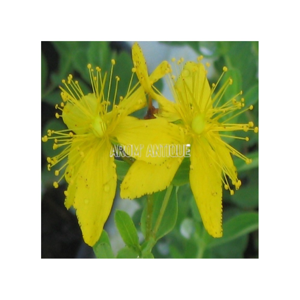 Millepertuis, herbe de la St Jean, Hypericum perforatum. Arom'antique.