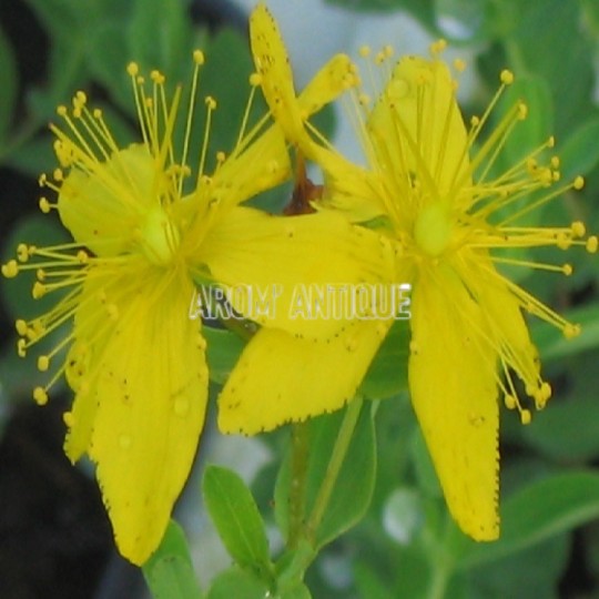 Millepertuis, herbe de la St Jean, Hypericum perforatum. Arom'antique.