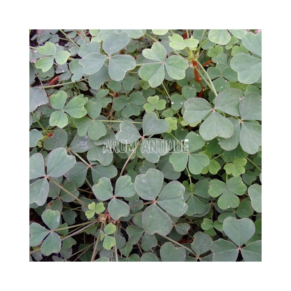 Oca du Pérou, Oxalis tuberosa. Un légume racine