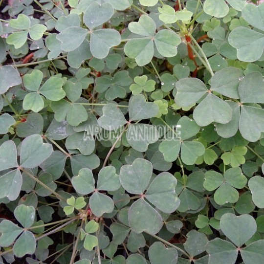 Oca du Pérou, Oxalis tuberosa. Un légume racine
