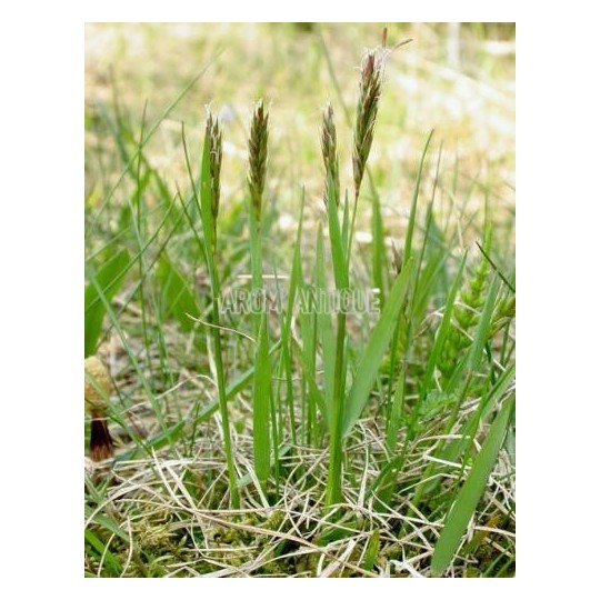 Herbe à bisons