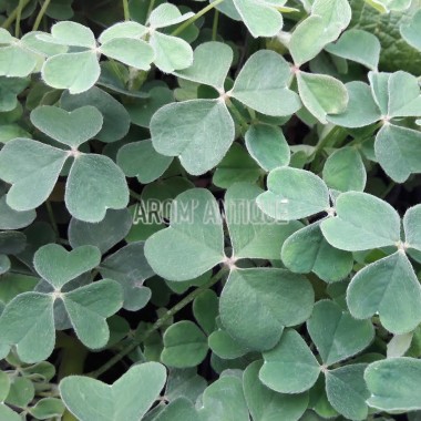 Oca du Pérou, Oxalis tuberosa. Un légume racine 2