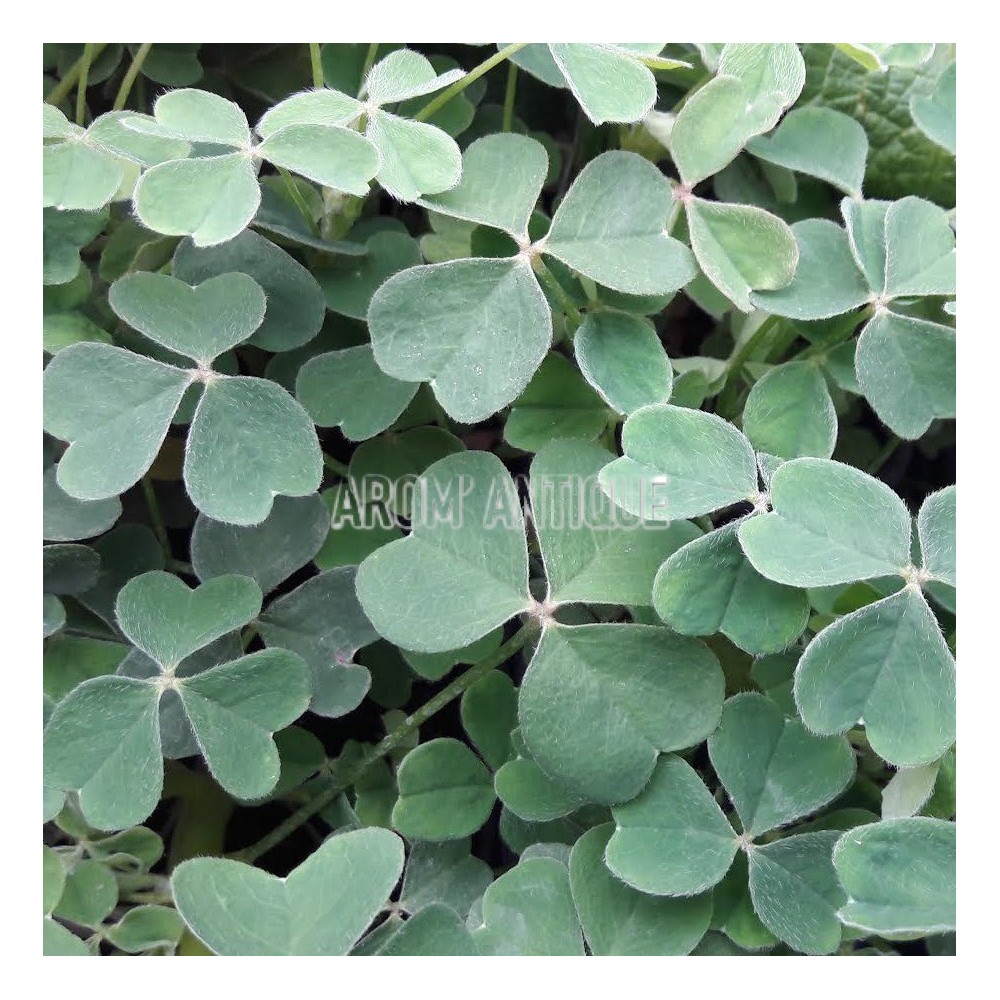 Oca du Pérou, Oxalis tuberosa. Un légume racine