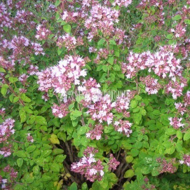 Origan vulgaire, thym des bergers, Origanum vulgare, Arom'antique. 2