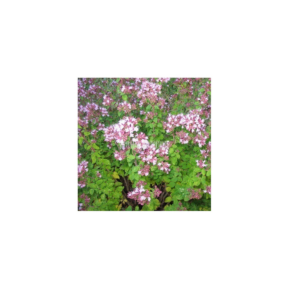 Origan vulgaire, thym des bergers, Origanum vulgare, Arom'antique.