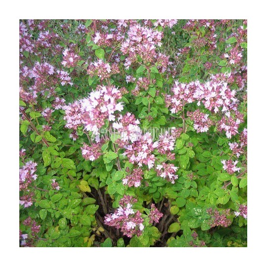Origan vulgaire, thym des bergers, Origanum vulgare, Arom'antique.