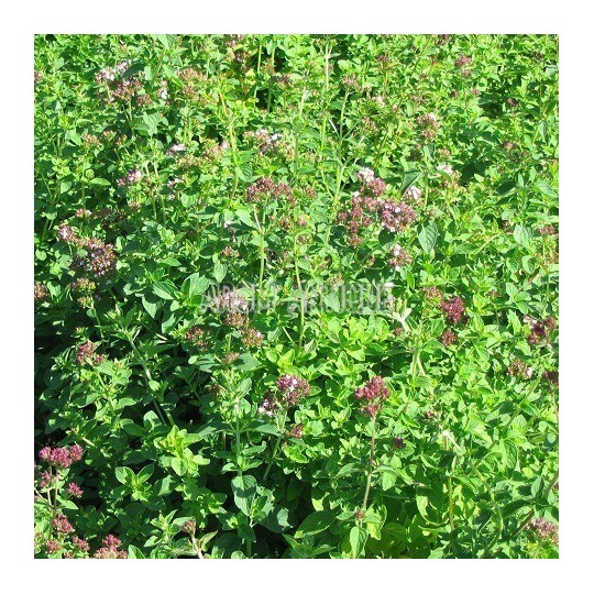 Origan vulgaire, thym des bergers, Origanum vulgare, Arom'antique.