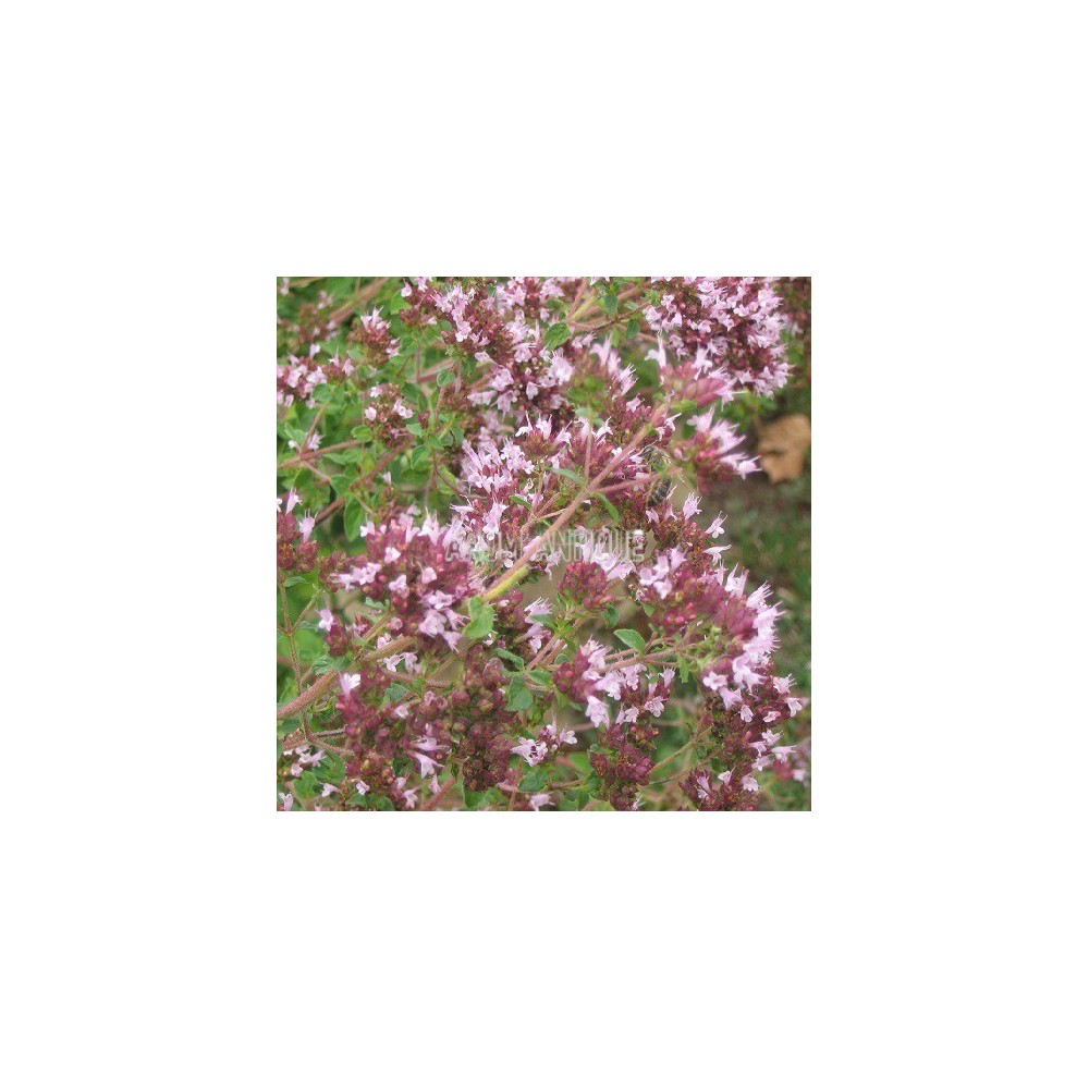 Origan vulgaire, thym des bergers, Origanum vulgare, Arom'antique.