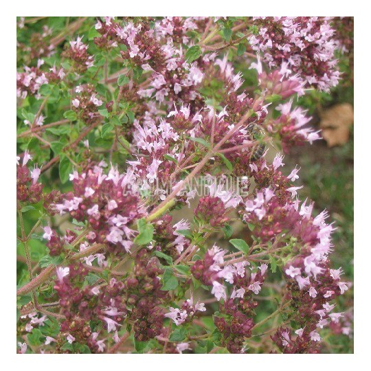 Origan vulgaire, thym des bergers, Origanum vulgare, Arom'antique.