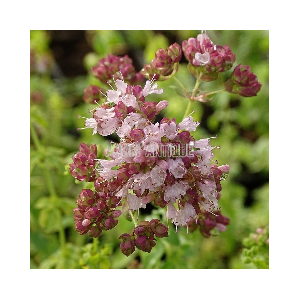 Origan vulgaire, thym des bergers, Origanum vulgare, Arom'antique.