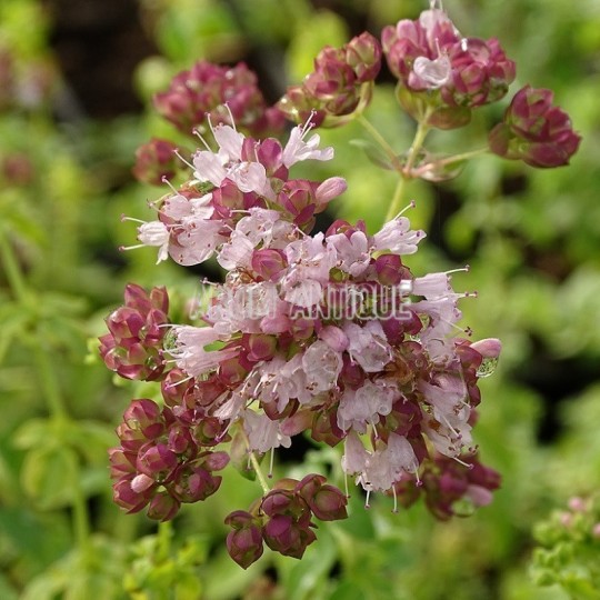 Origan vulgaire, thym des bergers, Origanum vulgare, Arom'antique.