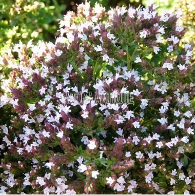 Origan compact, Origanum vulgare 'Compact', Arom'antique, aromatiques. 2
