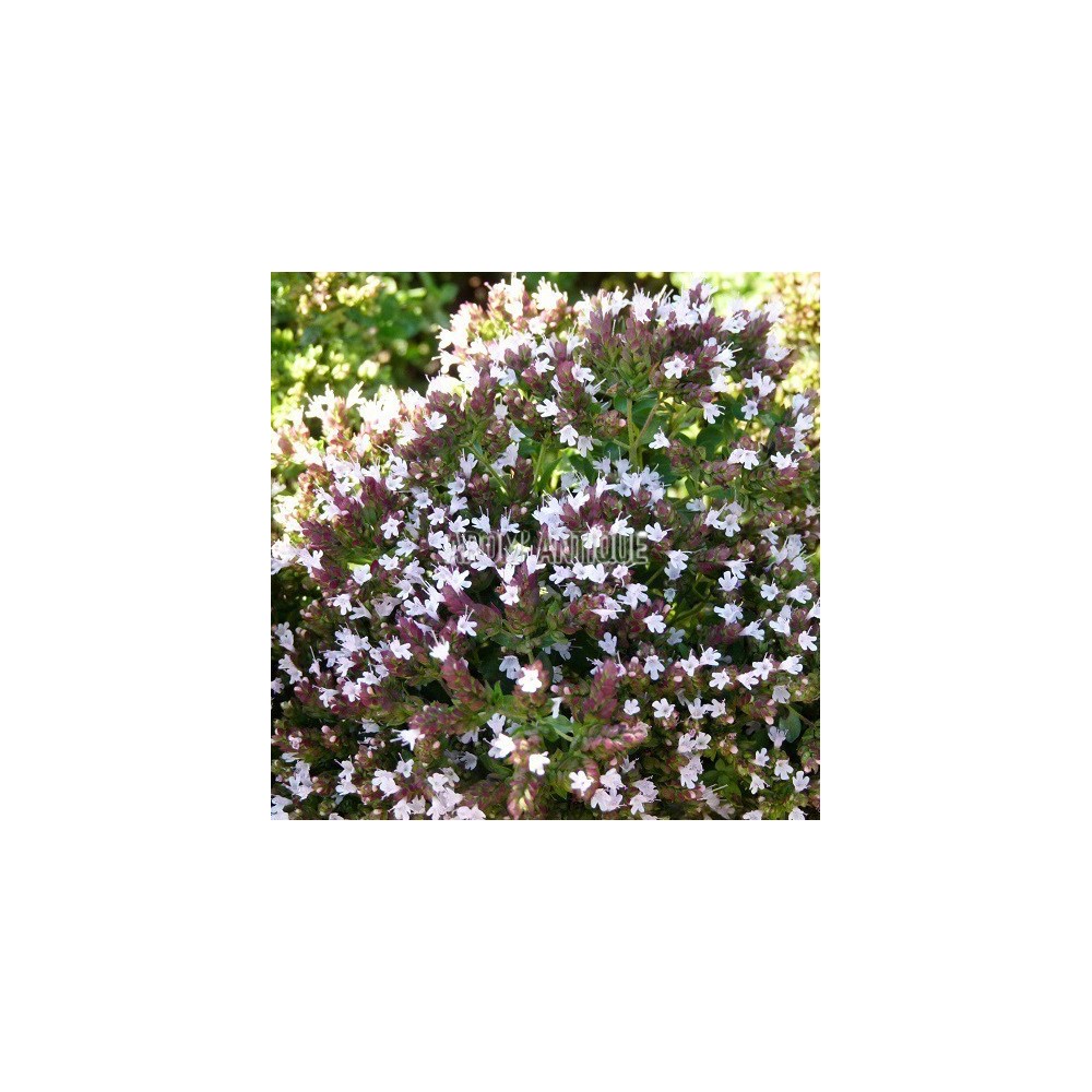 Origan compact, Origanum vulgare 'Compact', Arom'antique, aromatiques.